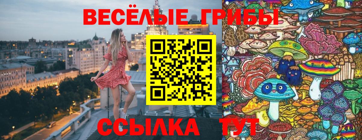Галлюциногенные грибы Psilocybe Кузнецк